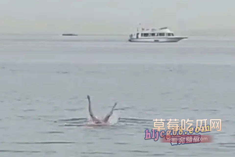 虎鲨杀人2.jpg 虎鲨杀人2.jpg