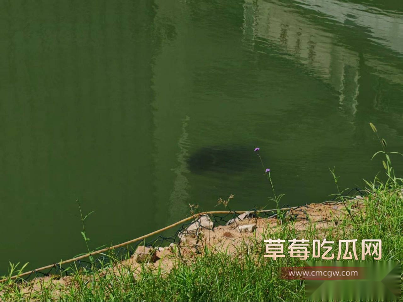 学校溺亡事件 9 学校溺亡事件 9