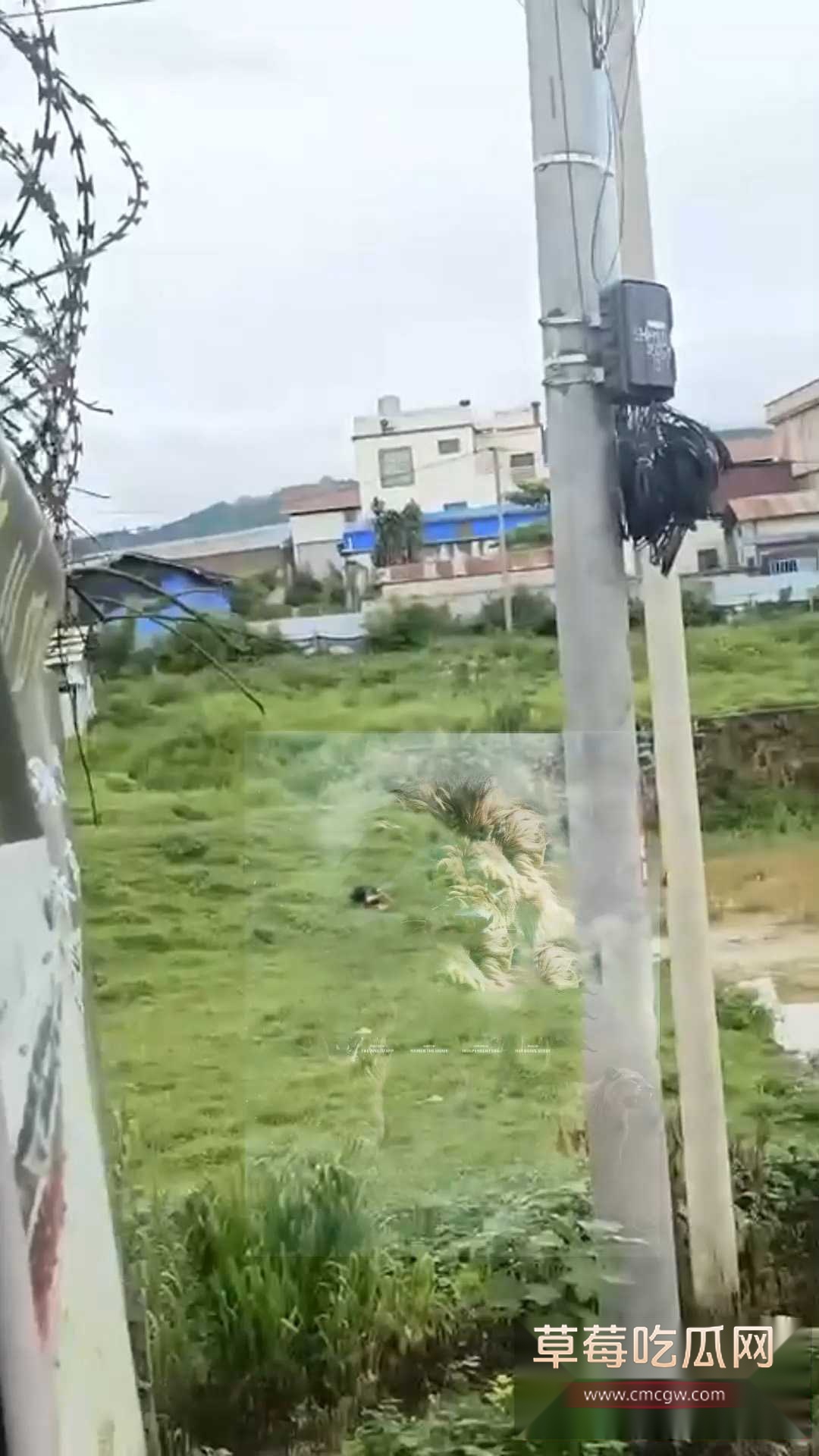 偷东西被枪射杀 2 偷东西被枪射杀 2