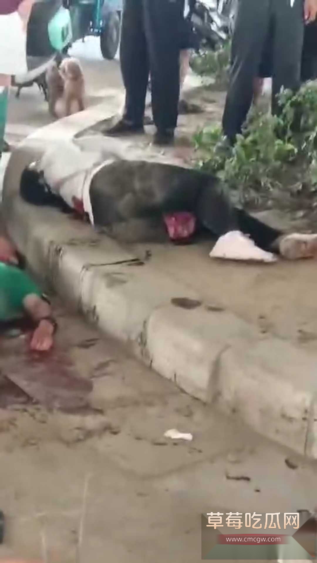 郑州中牟新区抢摊位捅人案件 3 郑州中牟新区抢摊位捅人案件 3