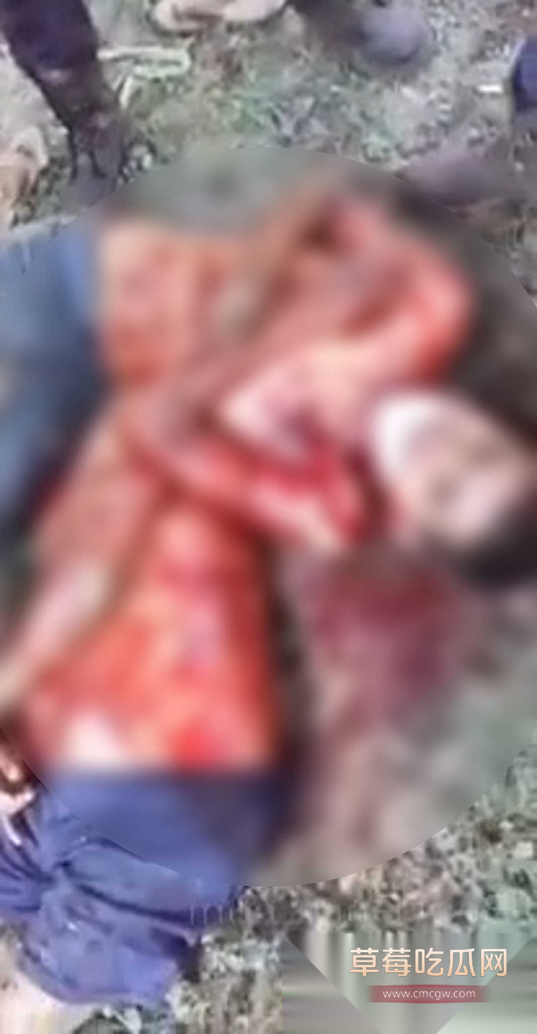 墨西哥墨西哥父子火龙果毒枭 4 墨西哥墨西哥父子火龙果毒枭 4