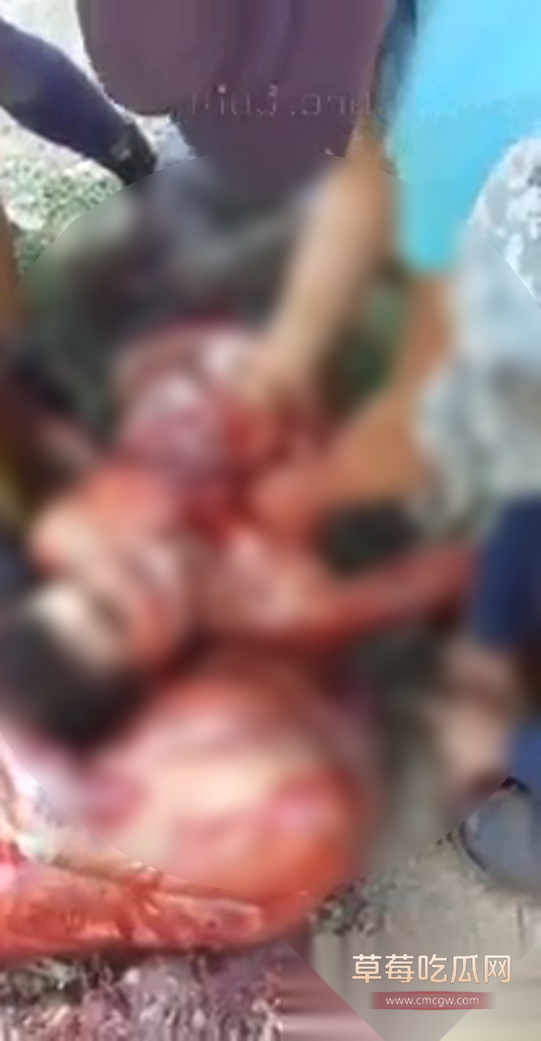 墨西哥墨西哥父子火龙果毒枭 6 墨西哥墨西哥父子火龙果毒枭 6