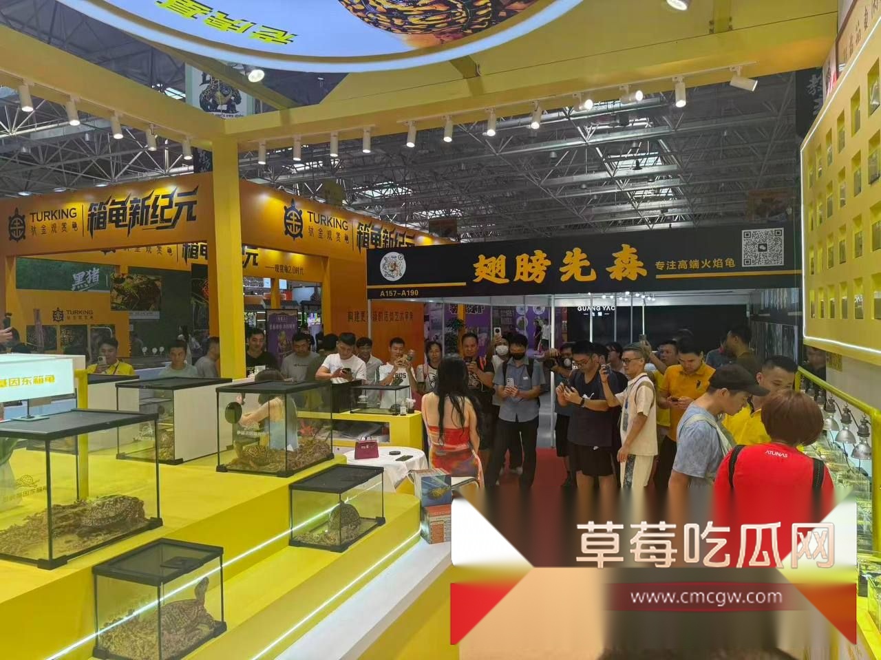 广东顺德世界名龟展6 广东顺德世界名龟展6