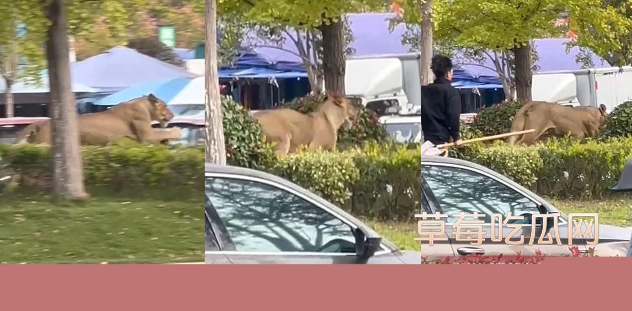 惊现狮子.jpg 惊现狮子.jpg