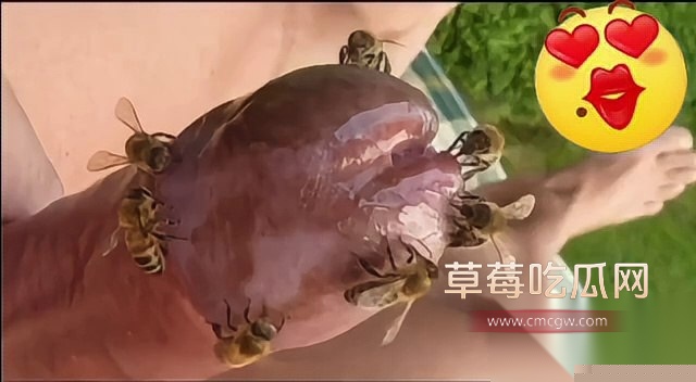 蜜蜂刺激龟头射精 6 蜜蜂刺激龟头射精 6