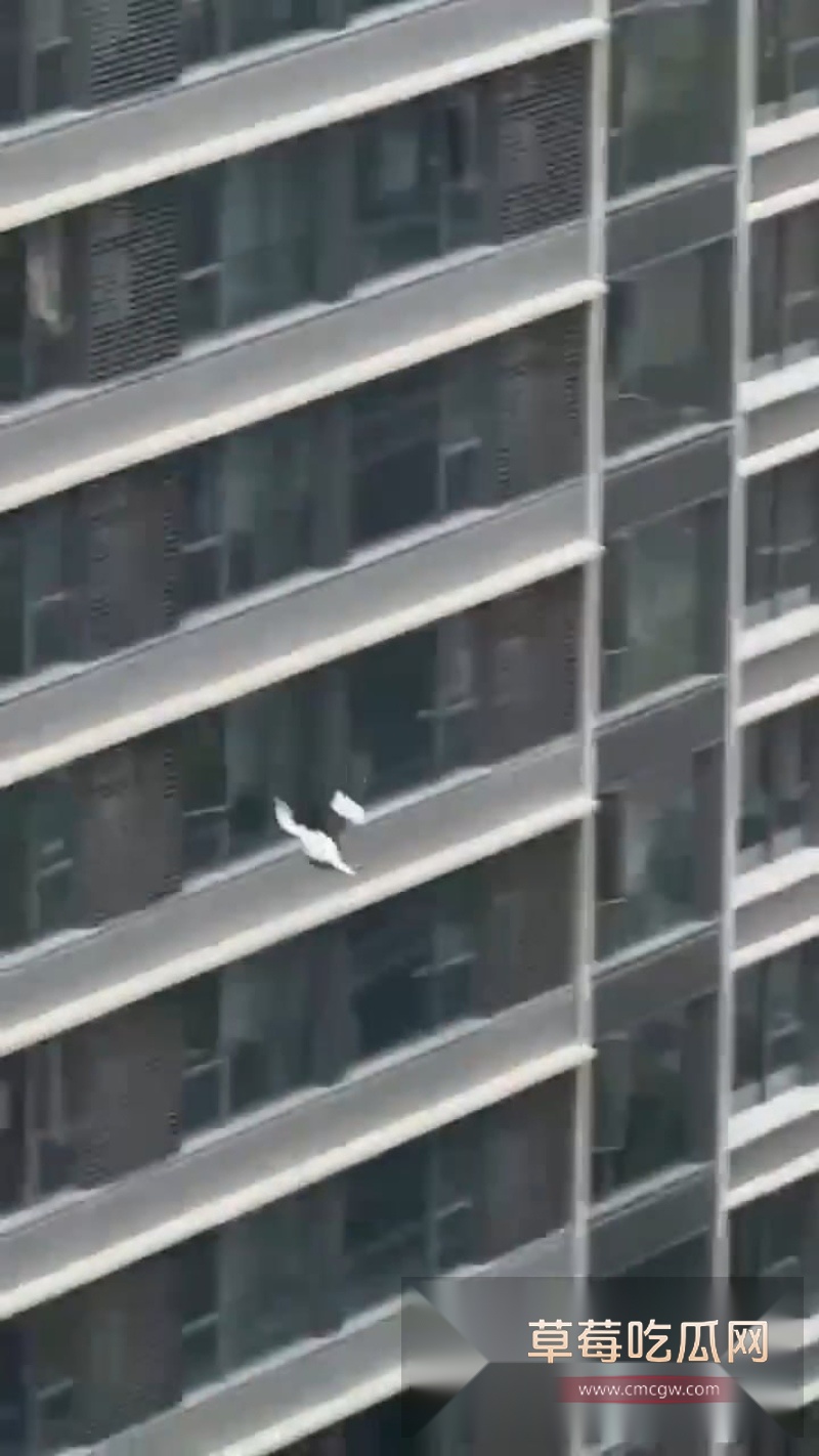 深圳湾悦府二期女子高空坠楼全过程清晰曝光 5