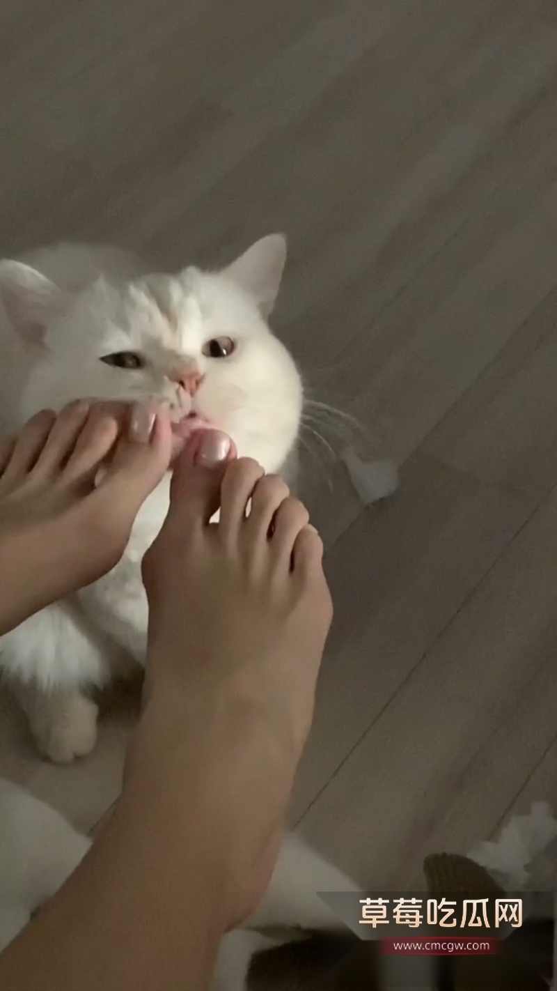 抖音500万粉网红 相扑猫 2 抖音500万粉网红 相扑猫 2