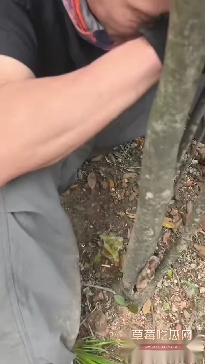 吃草中毒8 吃草中毒8