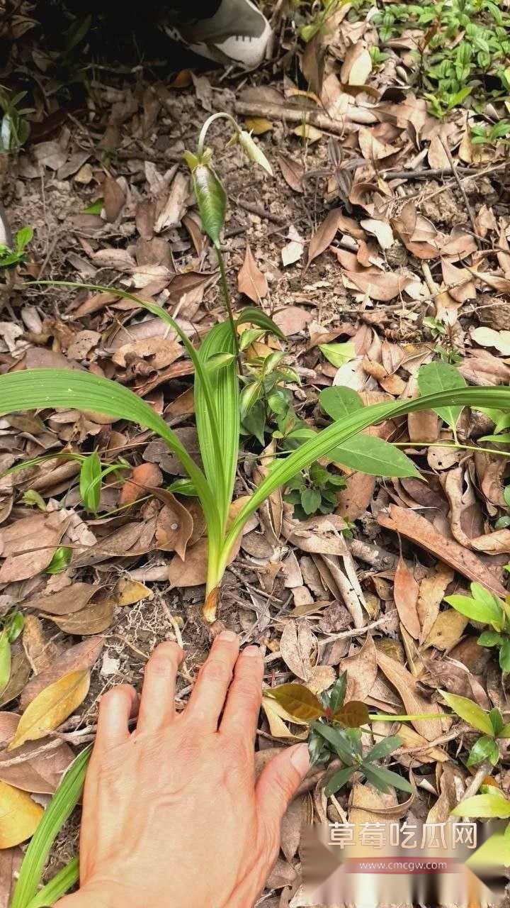 吃草中毒3 吃草中毒3