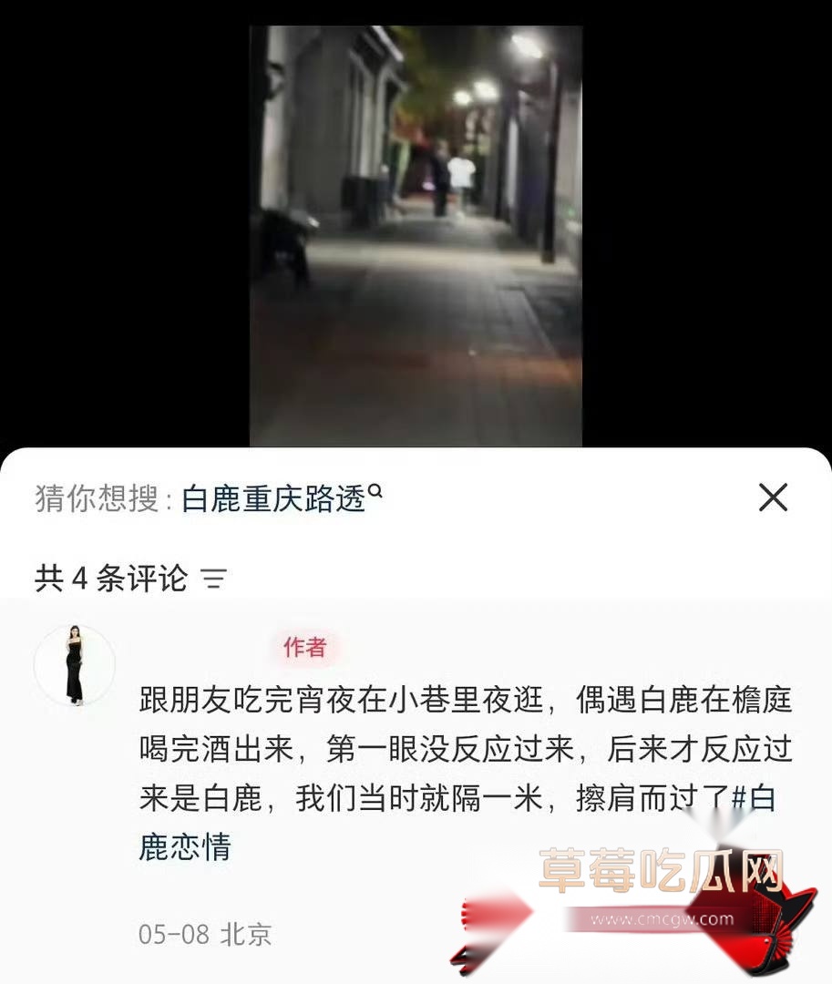 白鹭13