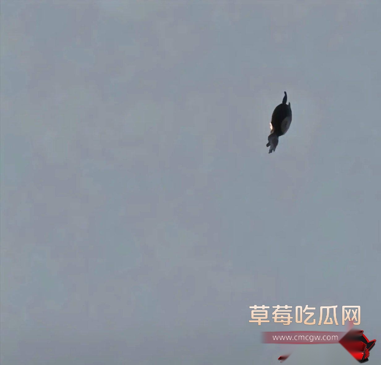 飞僵1 飞僵1