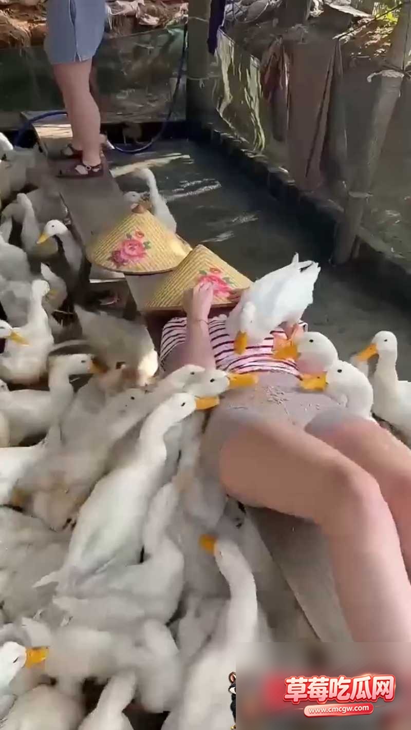 吃瓜1 吃瓜1