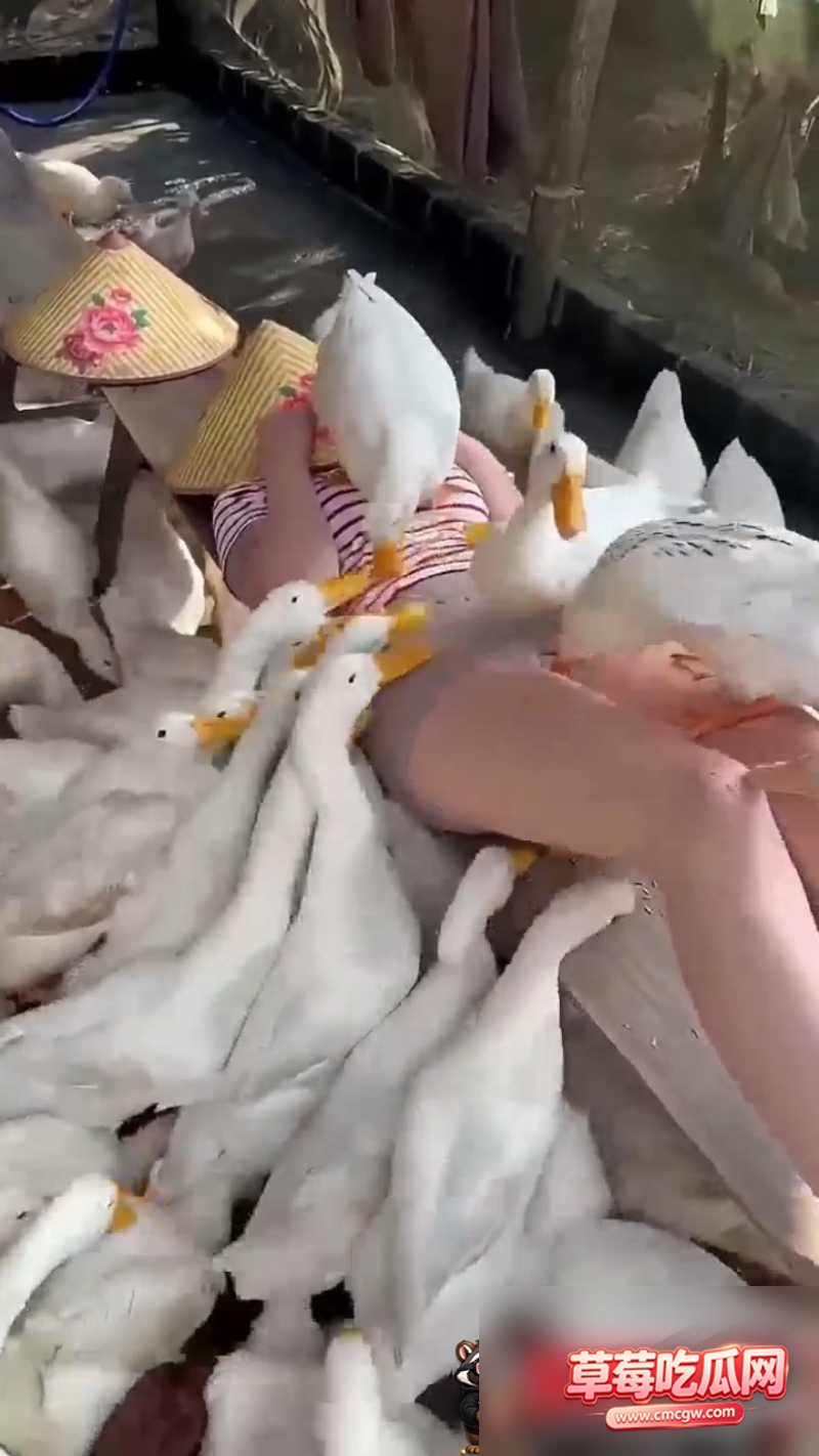 吃瓜2 吃瓜2
