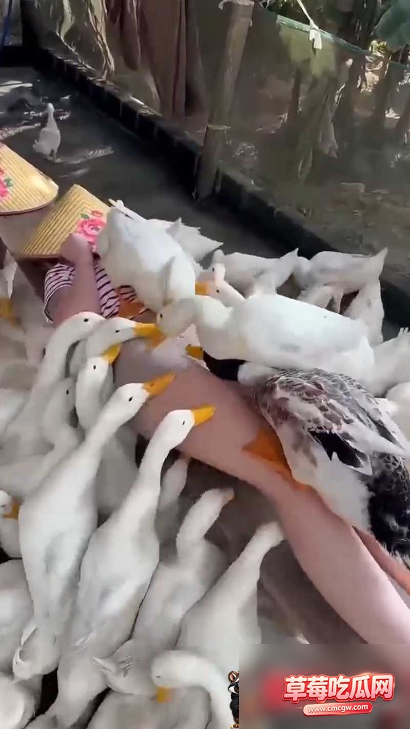 吃瓜3 吃瓜3