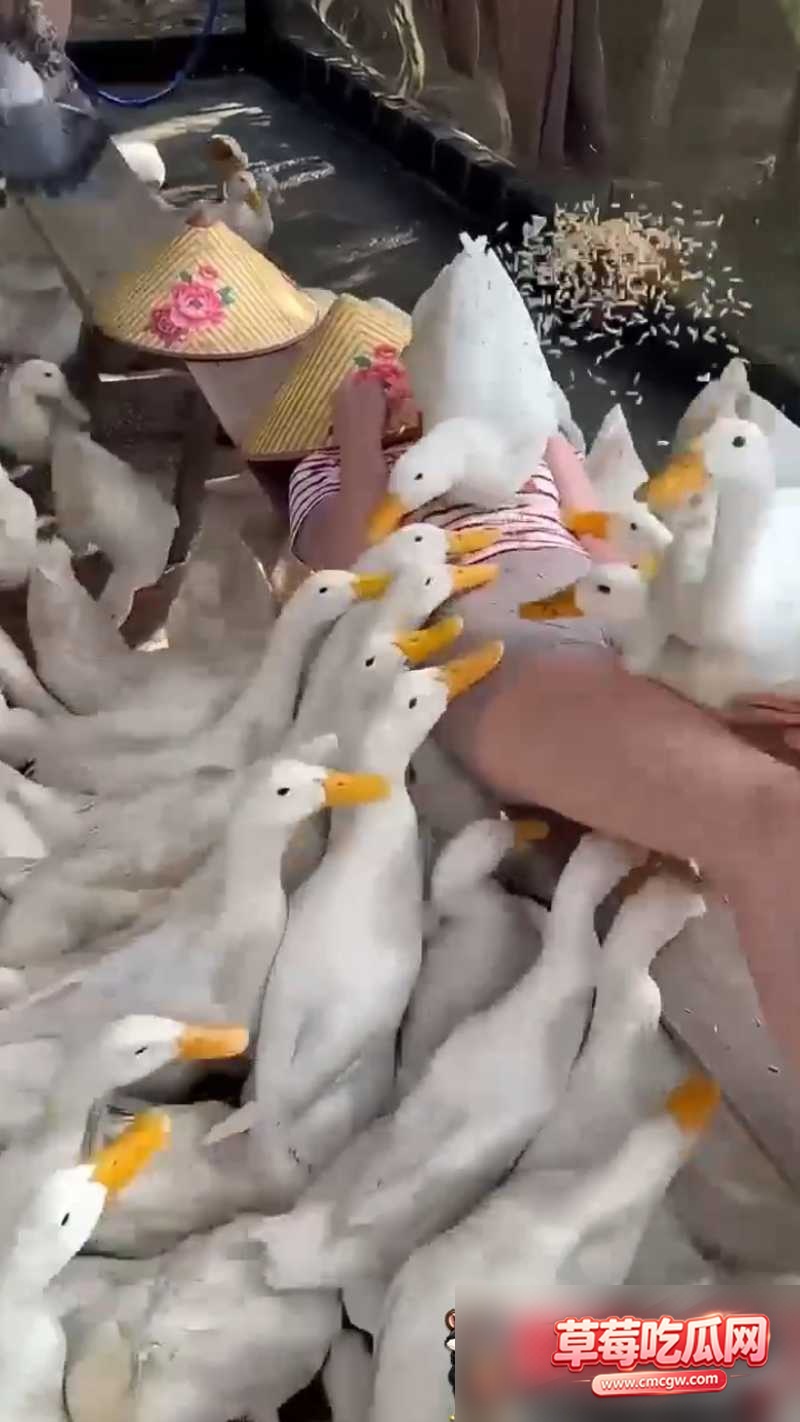吃瓜4 吃瓜4